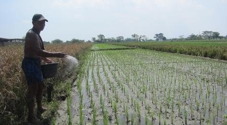Alokasi Dipangkas, Harga Pupuk Bersubsidi di Klaten Malah Naik