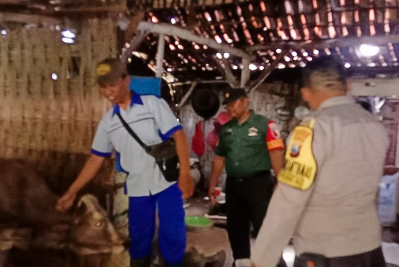 Antisipasi Penyakit PMK, Babinsa Koramil Sumberrejo Kodim 0813 Bojonegoro dampingi Petugas Vaksinasi