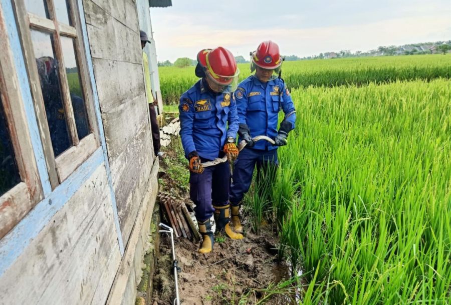 Antisipasi Ular, Dimusim Penghujan Damkar Himbau Jaga Kebersihan Lingkungan 