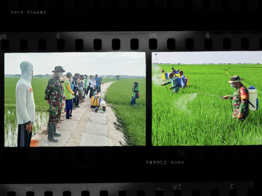 Babinsa Koramil Kepohbaru Kodim 0813 Bojonegoro bantu Petani Desa Cengkir Berantas OPT