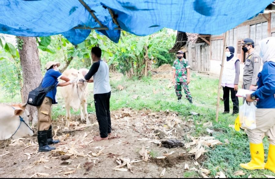 Babinsa Koramil Ngasem Kodim 0813 Bojonegoro Dampingi Kegiatan Tim Vaksinasi Hewan Ternak