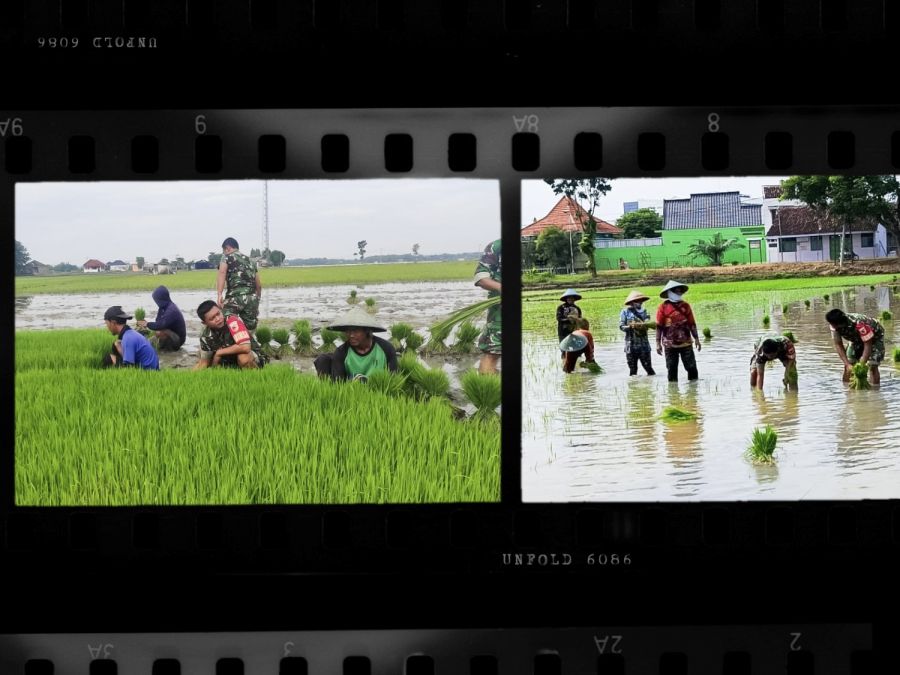 Babinsa Koramil Padangan Kodim 0813 Bojonegoro bantu Petani Tanam Padi