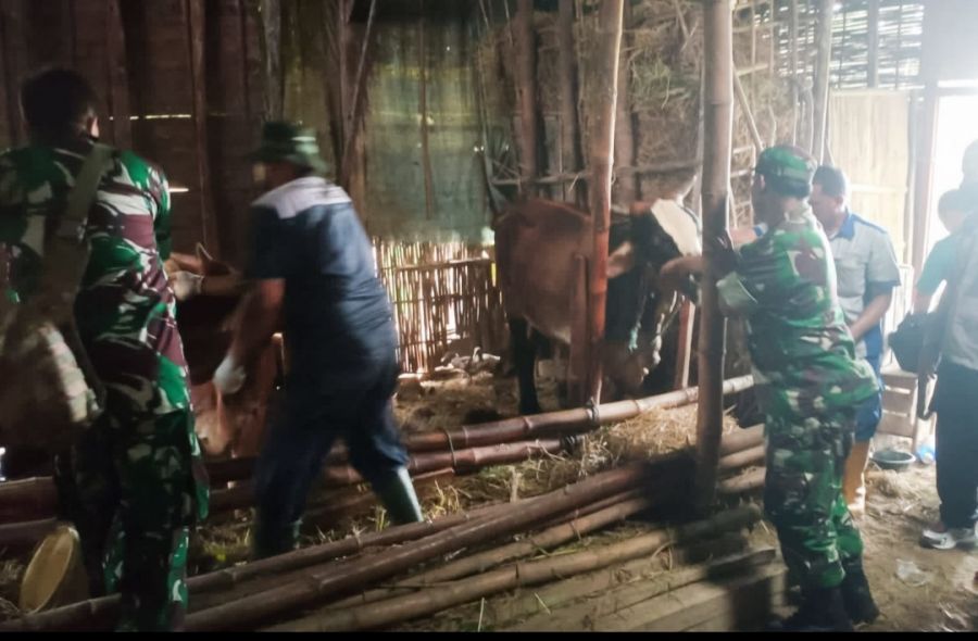Babinsa Koramil Temayang Bojonegoro Laksanakan Pendampingan Vaksinasi Hewan Ternak