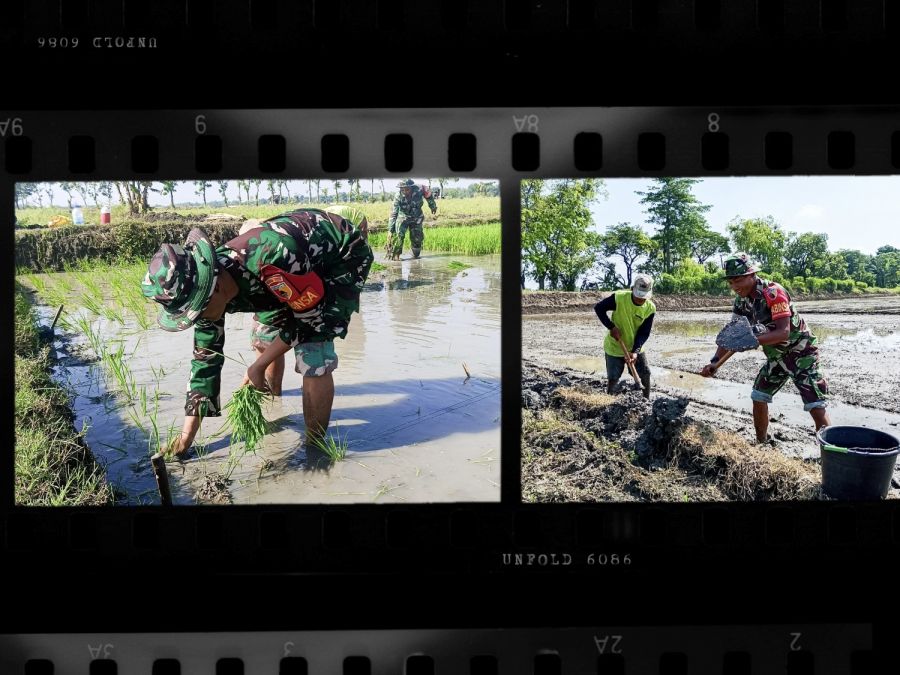 Babinsa Sumberrejo Kodim 0813 Bojonegoro Bantu Petani Kedungrejo Tanam Padi