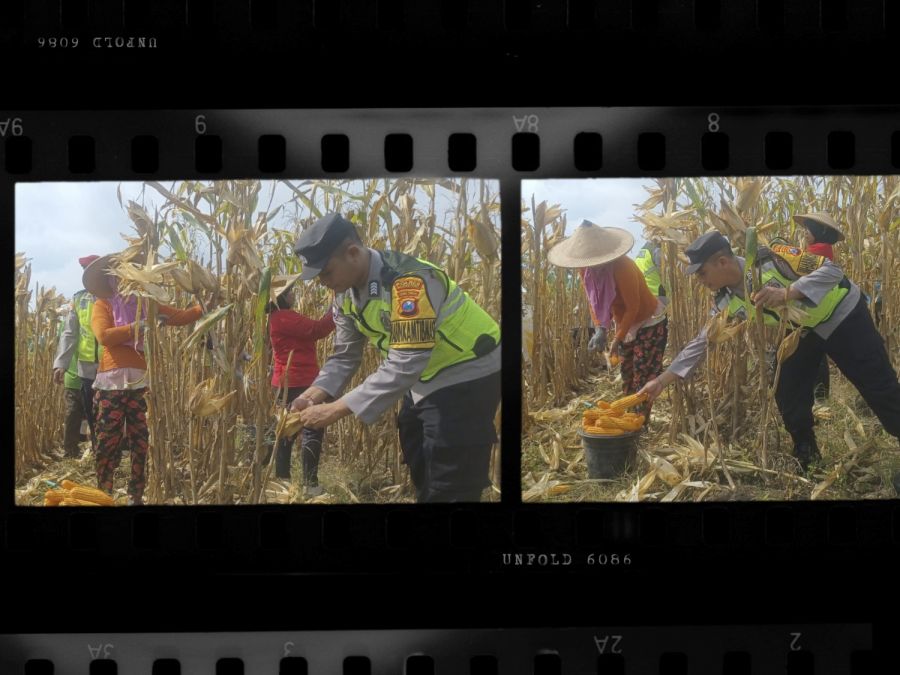 Bhabinkamtibmas dan Babinsa Kawal Panen Jagung di Kedungadem