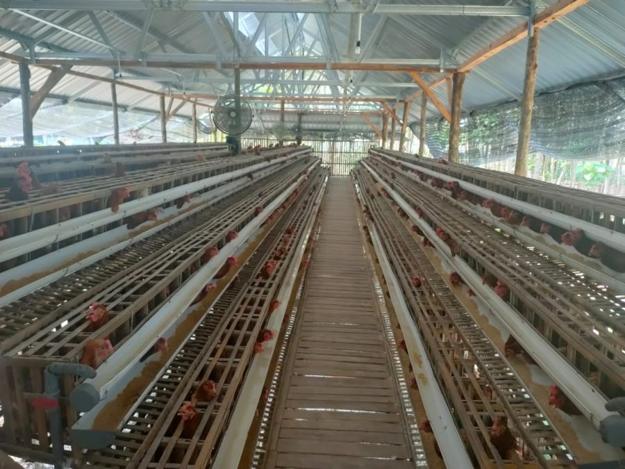 Bojonegoro Kembangkan Kawasan Peternakan Ayam Ras Petelur, Tahun Ini di Baureno
