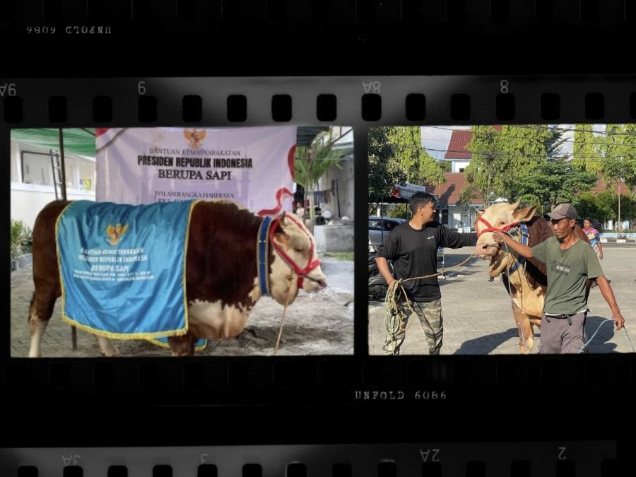 Bojonegoro Terima Bantuan Sapi Kurban dari Presiden RI Prabowo Subianto