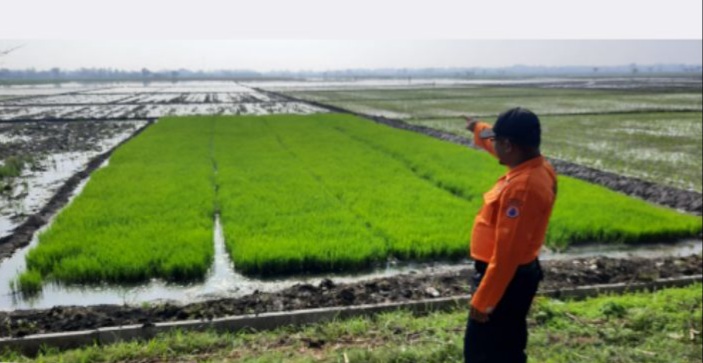 BPBD Bojonegoro Turun Gunung Lakukan Pengecekan Genangan Banjir Di Persawahan Desa Sukorejo