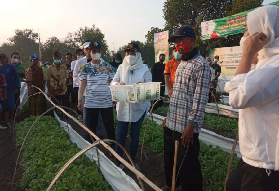 Bupati Bojonegoro Serahkan Bibit Tembakau Jawa di Desa Ngujung