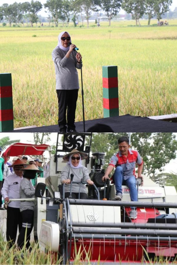 Bupati Bojonegoro Turun Gunung Coba Langsung Bantuan Alsintan Berupa Combine Harvester