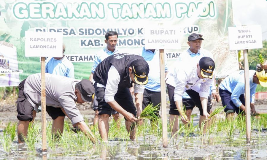Bupati Yes Lakukan Tanam Padi MT II Untuk Wujudkan Target LTT