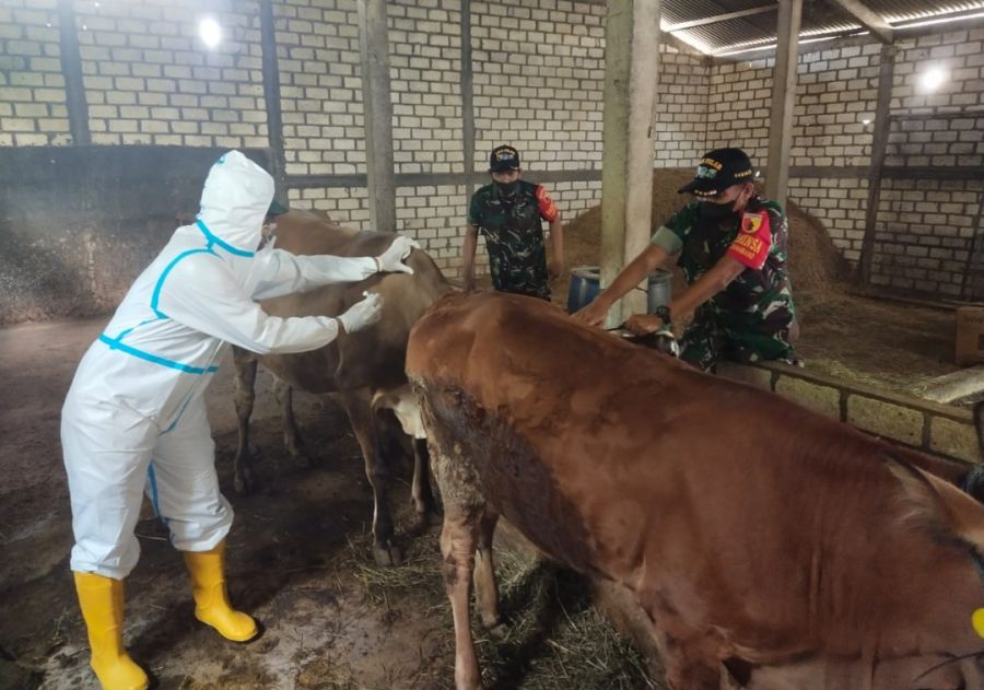 Cegah dan Kendalikan PMK, Babinsa Gempoltukmlopo Bareng Distan Maksimalkan Vaksinasi pada Hewan tern