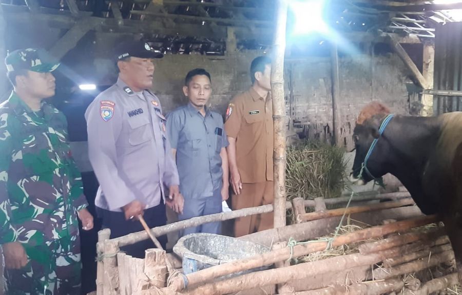 Cegah Penyebaran PMK, Babinsa Koramil Trucuk Kodim 0813 Bojonegoro Kawal Vaksinasi Hewan Ternak