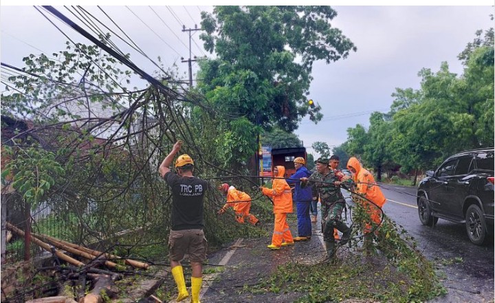Cuaca Ektrems dan Puting beliun Landa Lumajang Akibatkan Pohon Tumbang