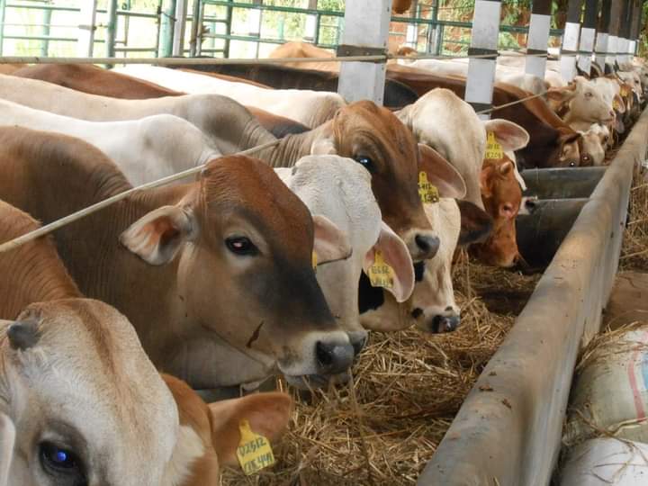 Dijamin Sehat, Disnakan Imbau Warga Beli Hewan Qurban dari Peternak Lokal Bojonegoro 