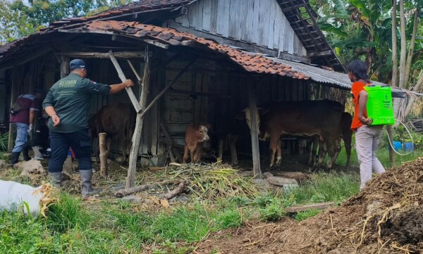Disnakkan Bojonegoro Lakukan Langkah Cepat Tangani Kasus PMK pada Ternak di Kedewan