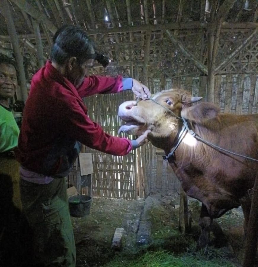 Disnakkan Lakukan Penangulangan Wabah PMK di Bojonegoro
