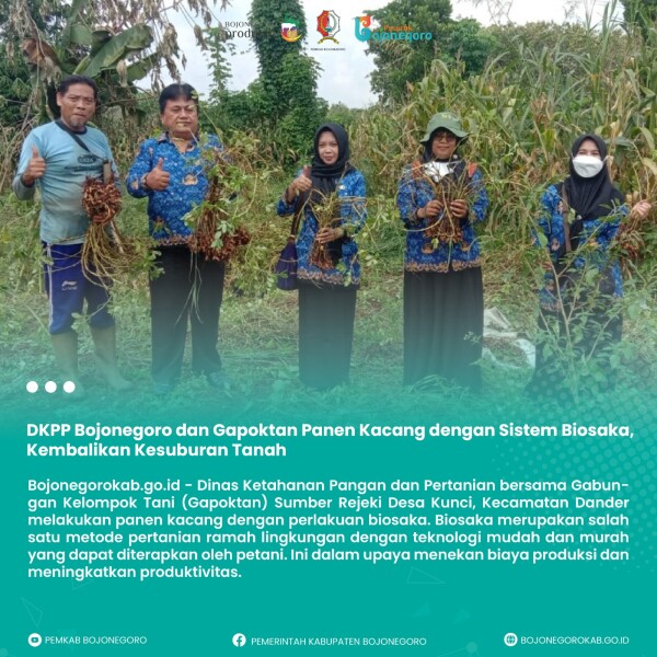DKPP Bojonegoro Bersama Gapoktan Panen Kacang dengan Sistem Biosaka, Kembalikan Kesuburan Tanah  