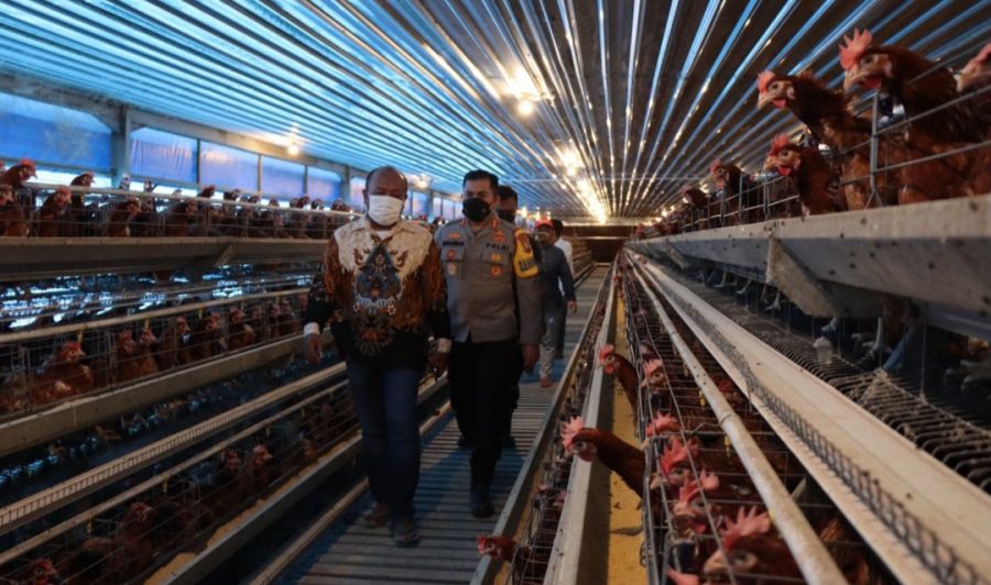 Dukung Pemulihan Ekonomi, Kapolres Bojonegoro Kunjungi Sentra Ayam Petelur