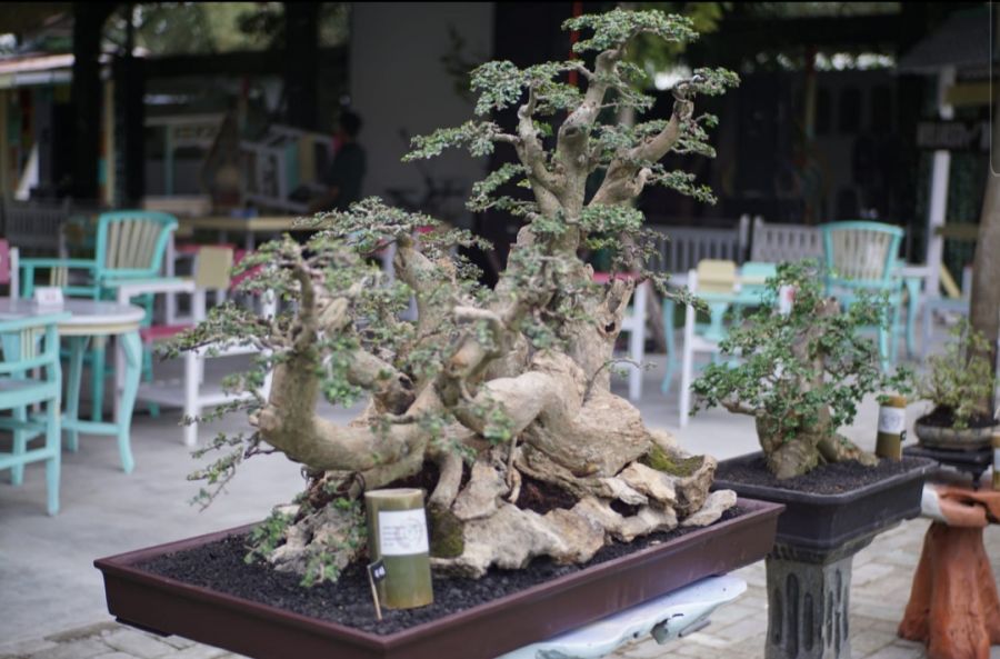 Geliatkan Seni Bonsai, Rubi Bojonegoro Gelar Festival di MCM