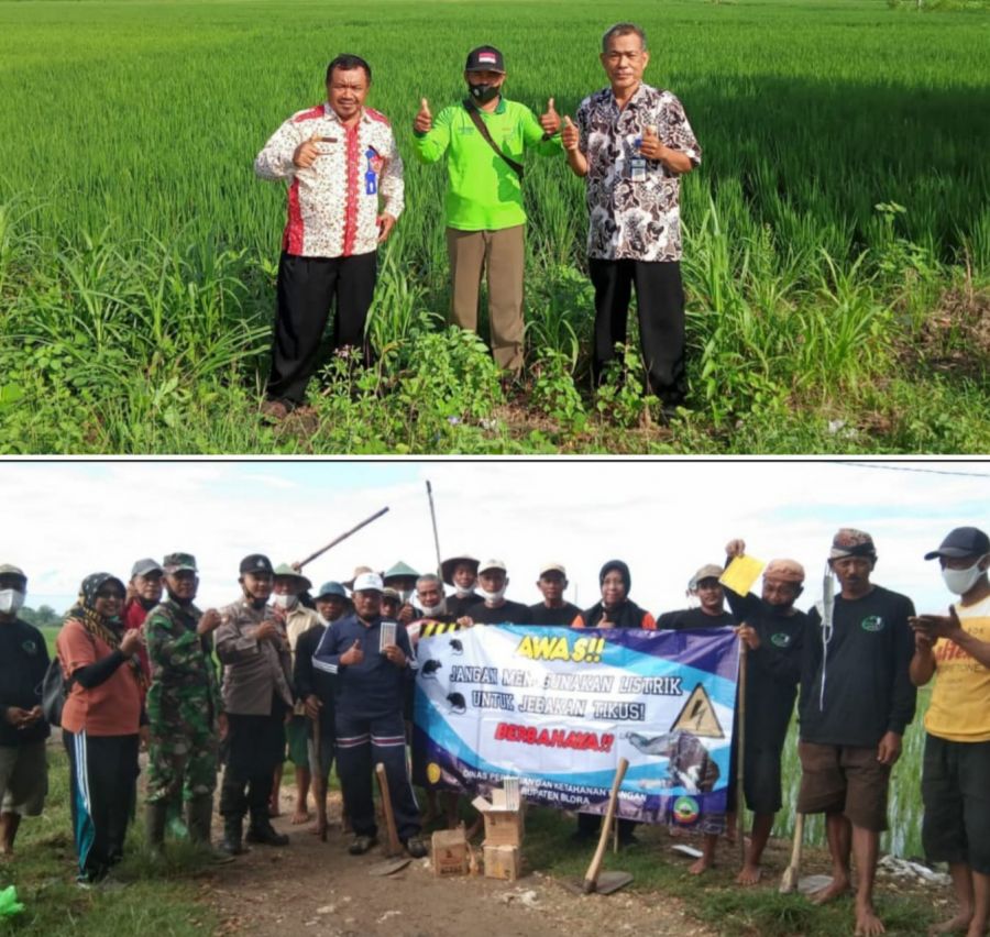 Gerdal Masal Untuk Mengurangi Hama Tikus di Kecamatan Randu Blatung