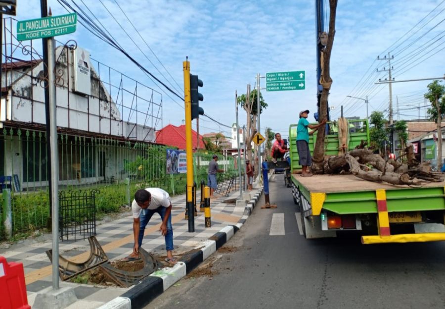 Hijaukan Bojonegoro, Pemkab Ganti Pohon Rusak di Sepanjang Jalan Panglima Sudirman