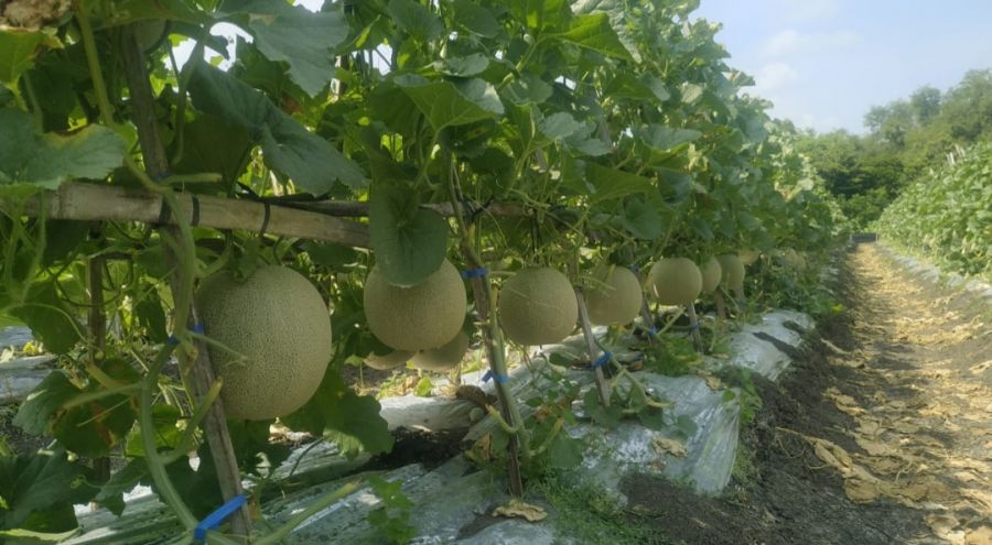 Inovatif, Desa Jamberejo Budi Daya Melon di Wilayah Curah Hujan Rendah