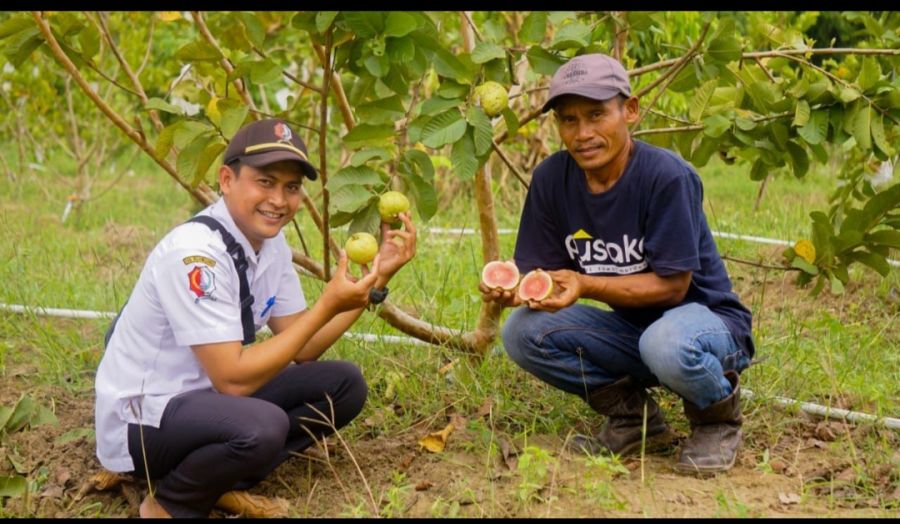 Jalan Nglenyer Dongkrak Penjualan Jambu Kristal Merah, Wisata Makin Dikenal 