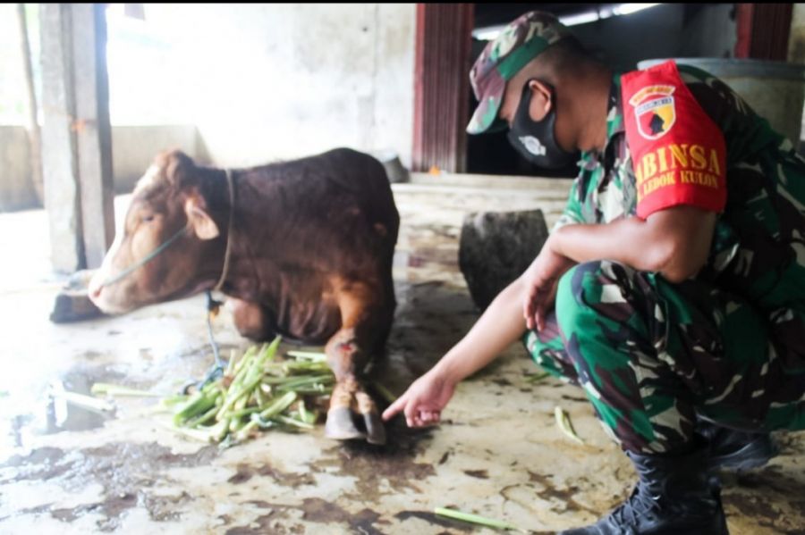 Jelang Idul Adha, Petugas Gabungan di Bojonegoro terus Bergerak Periksa Kesehatan Hewan Ternak
