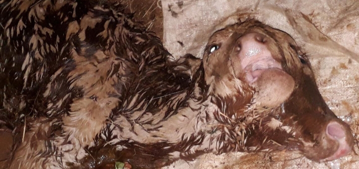 Kabar Masyarakat Giliiyang, Seekor Anak Sapi Lahir dengan Dua Kepala
