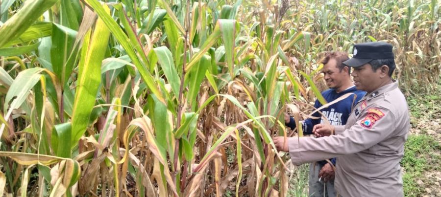 Kanit Binmas Polsek Gondang Dampingi Petani Panen Jagung