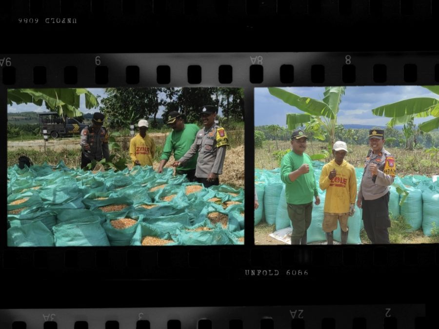 Kapolsek Kedewan Dampingi Petani Saat Panen Jagung