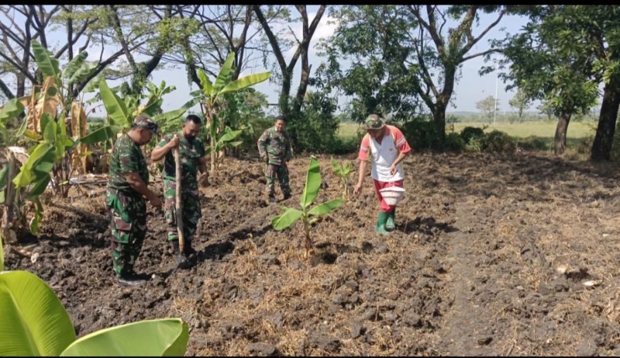 Ketahanan Pangan Dalam Penanaman Jagung, Koramil Sukorame Manfaatkan Lahan Tidur 