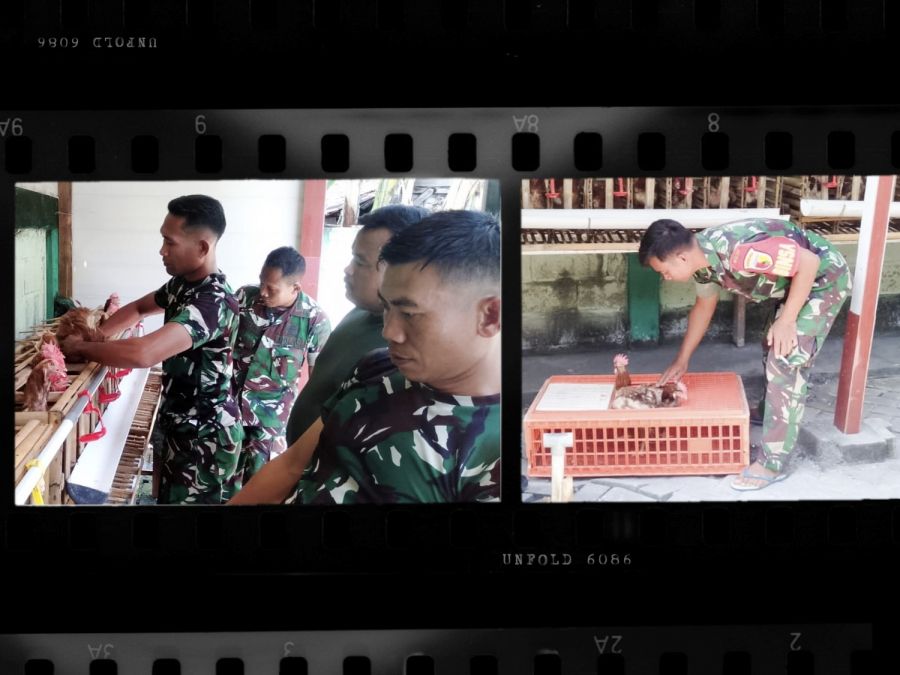 Koramil Jajaran Kodim 0813 Bojonegoro Budidaya Ayam Petelur