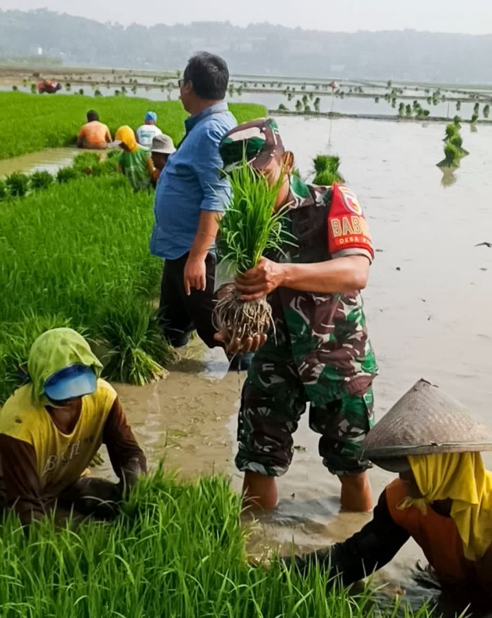 Koramil Trucuk Kodim 0813 Bojonegoro bantu Petani Percepat Tanam Padi