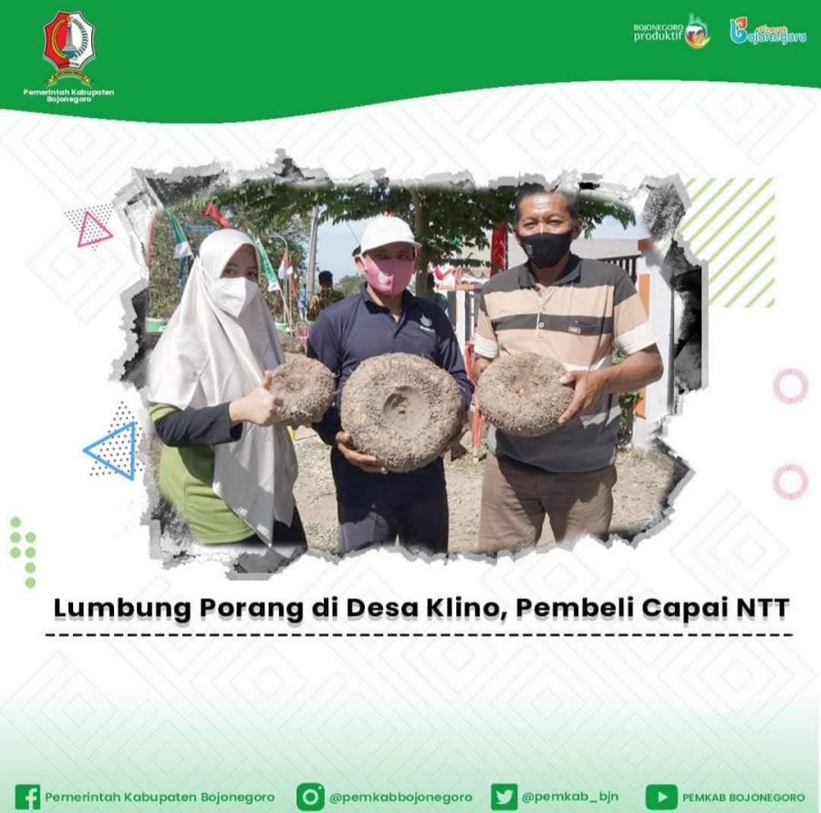 Lumbung Porang di Desa Klino Sekar Pembeli Sampai NTT