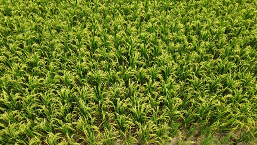Masa Panen Tiba, Petani Bojonegoro Diuntungkan Harga Jual Gabah yang Tinggi 