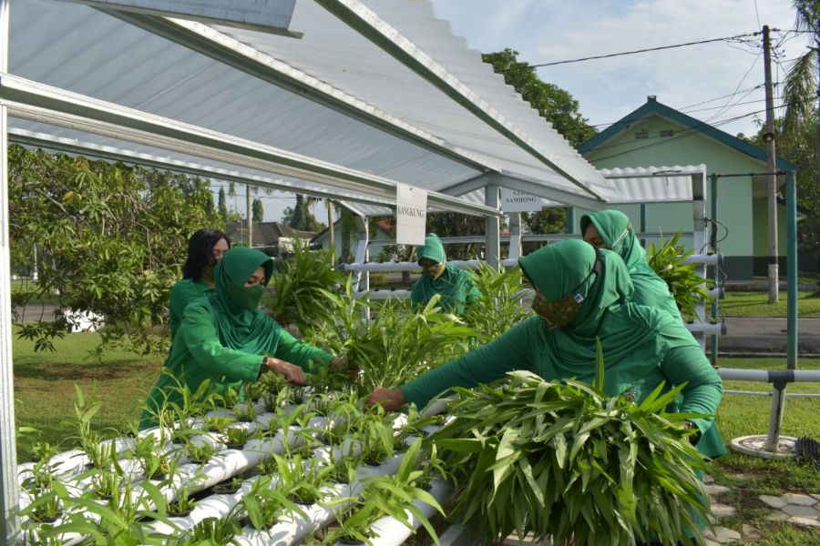 Panen Sayur Hidroponik Dukung Ketahanan Pangan di Masa Pandemi