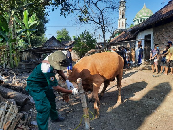 Pastikan Daging Layak Konsumsi Disnakkan Bojonegoro Terjunkan Tim saat Penyembelihan Hewan Kurban