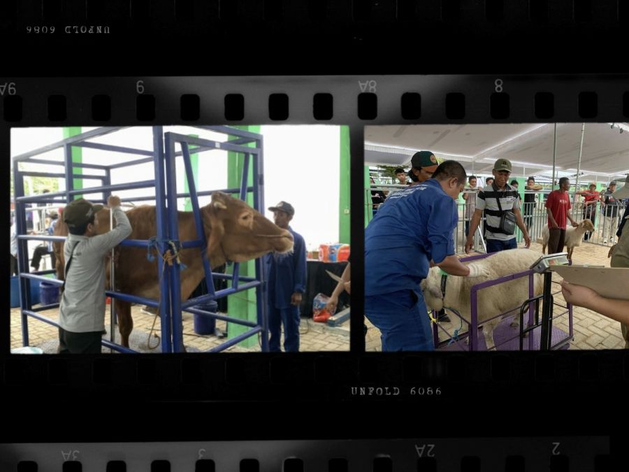 Pemkab Bojonegoro Gelar Kontes dan Pameran Ternak