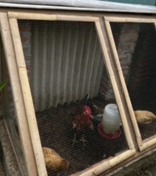 Pemkab Bojonegoro Luncurkan Program Ayam Petelur