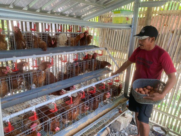 Pemkab Bojonegoro Siapkan Beberapa Skema untuk Bantu Peternak Ayam GAYATRI