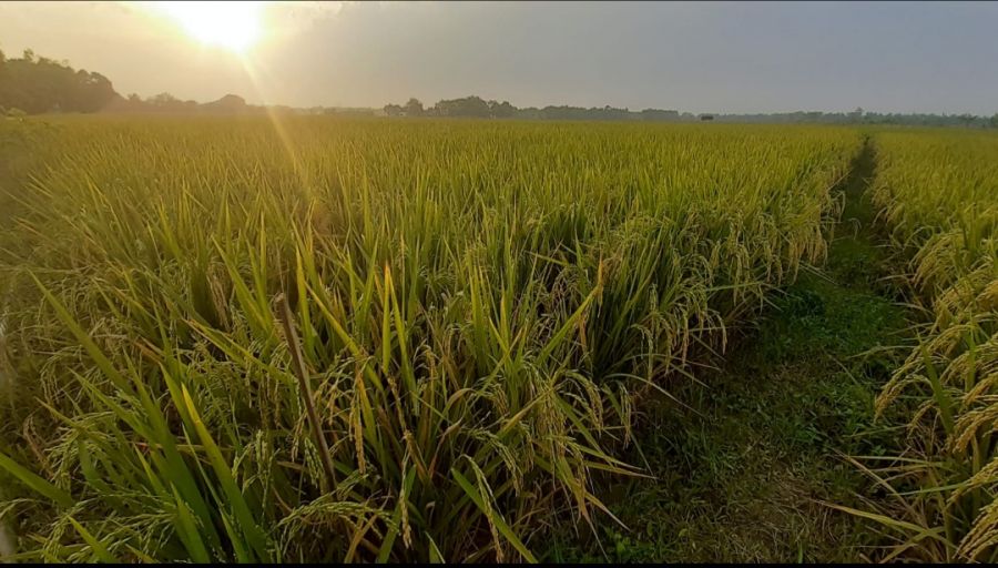 Pemkab Terus Tingkatkan Produksi Padi dan Siapkan BUMD untuk Kestabilan Pangan Bojonegoro 