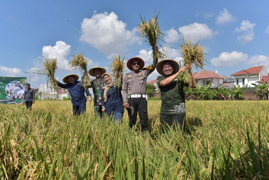 Pemkot Surabaya dan Kodim Ikut Panen Padi Serentak Nasional