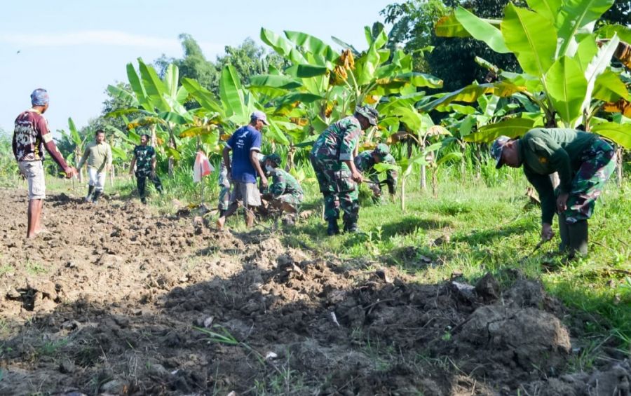 Perkuat Hanpangan, Kodim 0813 Bojonegoro Olah Lahan Tingkatkan Kebutuhan Pangan