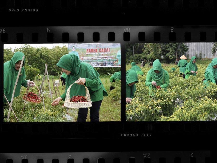 Persit KCK Cabang XXVIII Panen Cabai di Lahan Ketahanan Pangan Kodim 0813 Bojonegoro