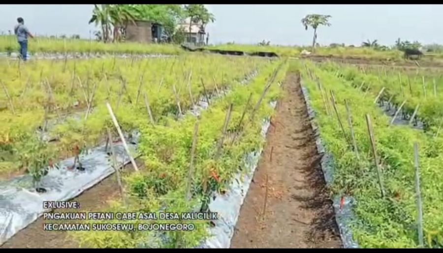 Petani Cabai di Bojonegoro Tersenyum, Menjelang Natal Harga Capai Rp 20 Ribu Perkilogram