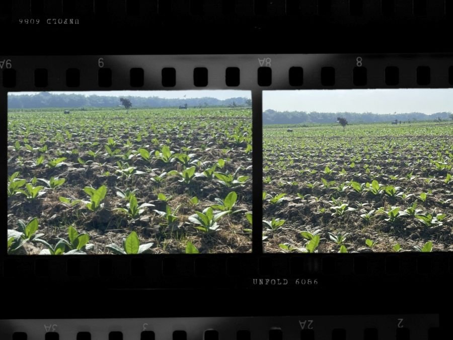Petani Tembakau di Bojonegoro Telah Terima Bantuan Pupuk NPK, Bisa Tekan Biaya Produksi