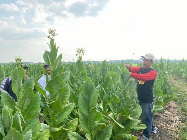 Petani Tembakau Sumringah Panen Bagus Dapat Bantuan Benih dan Pupuk dari Pemkab Bojonegoro