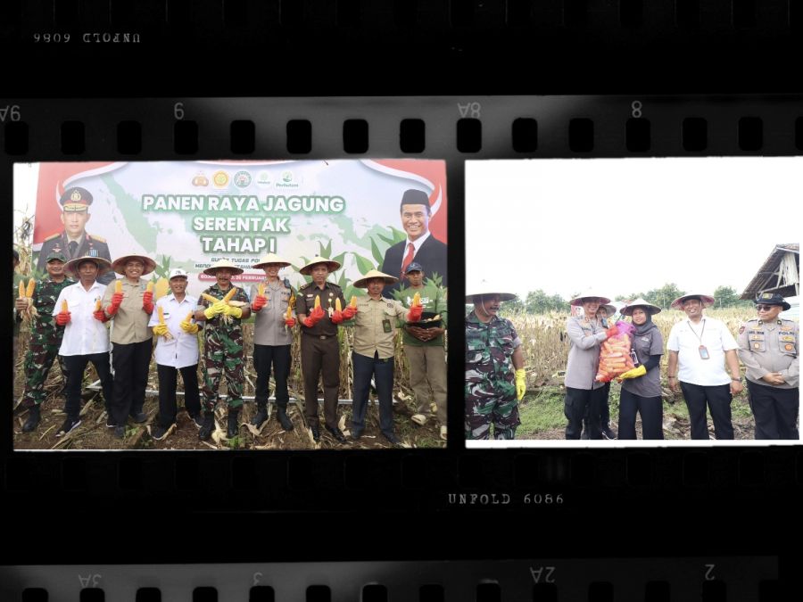 Polres Bojonegoro Bersama Forkopimda Panen Raya Jagung Tahap I